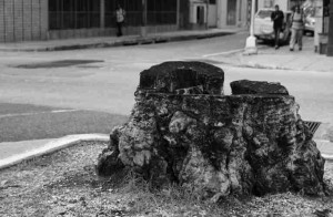 We are losing our trees from our public spaces